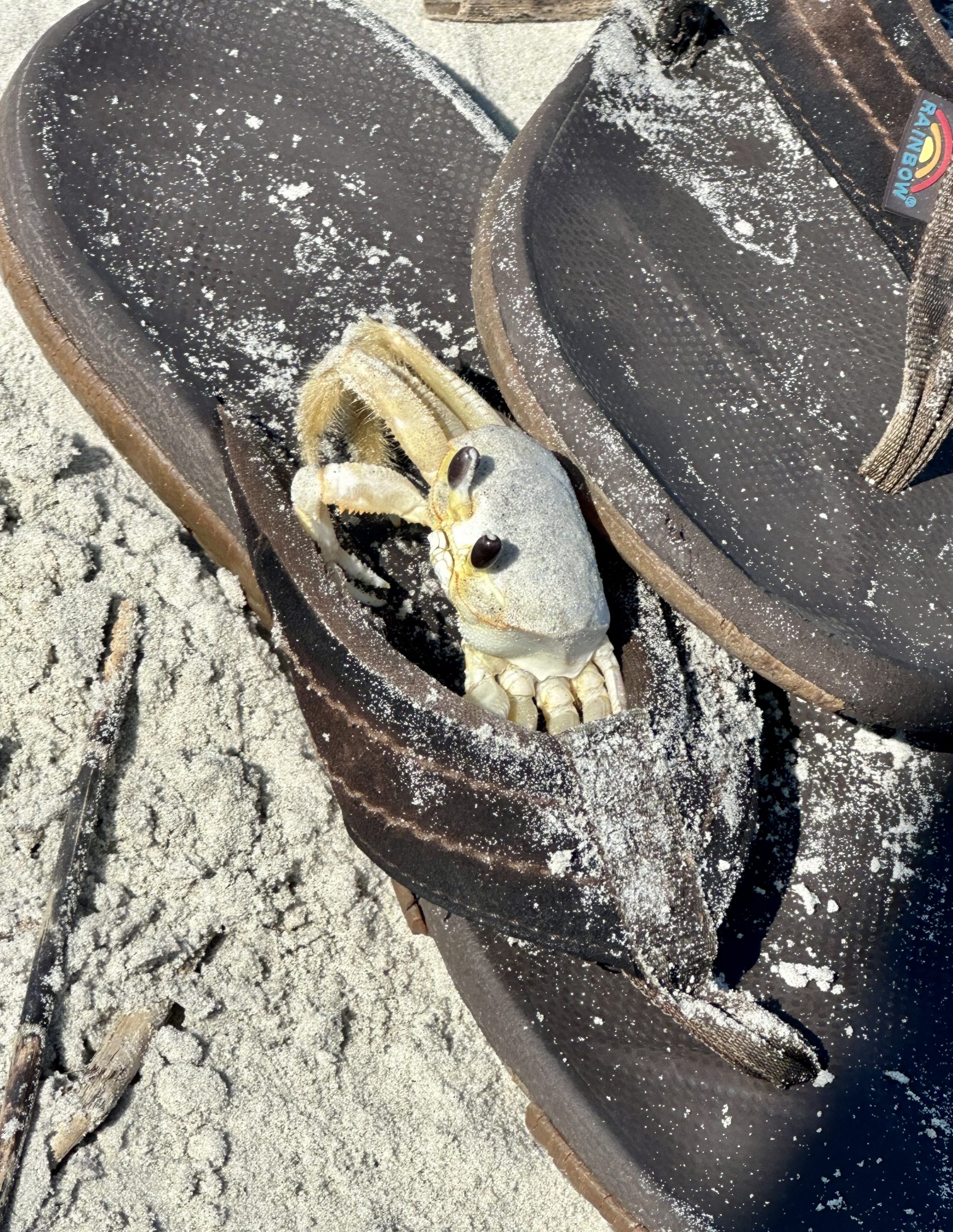 Image of a Crab in the sandals