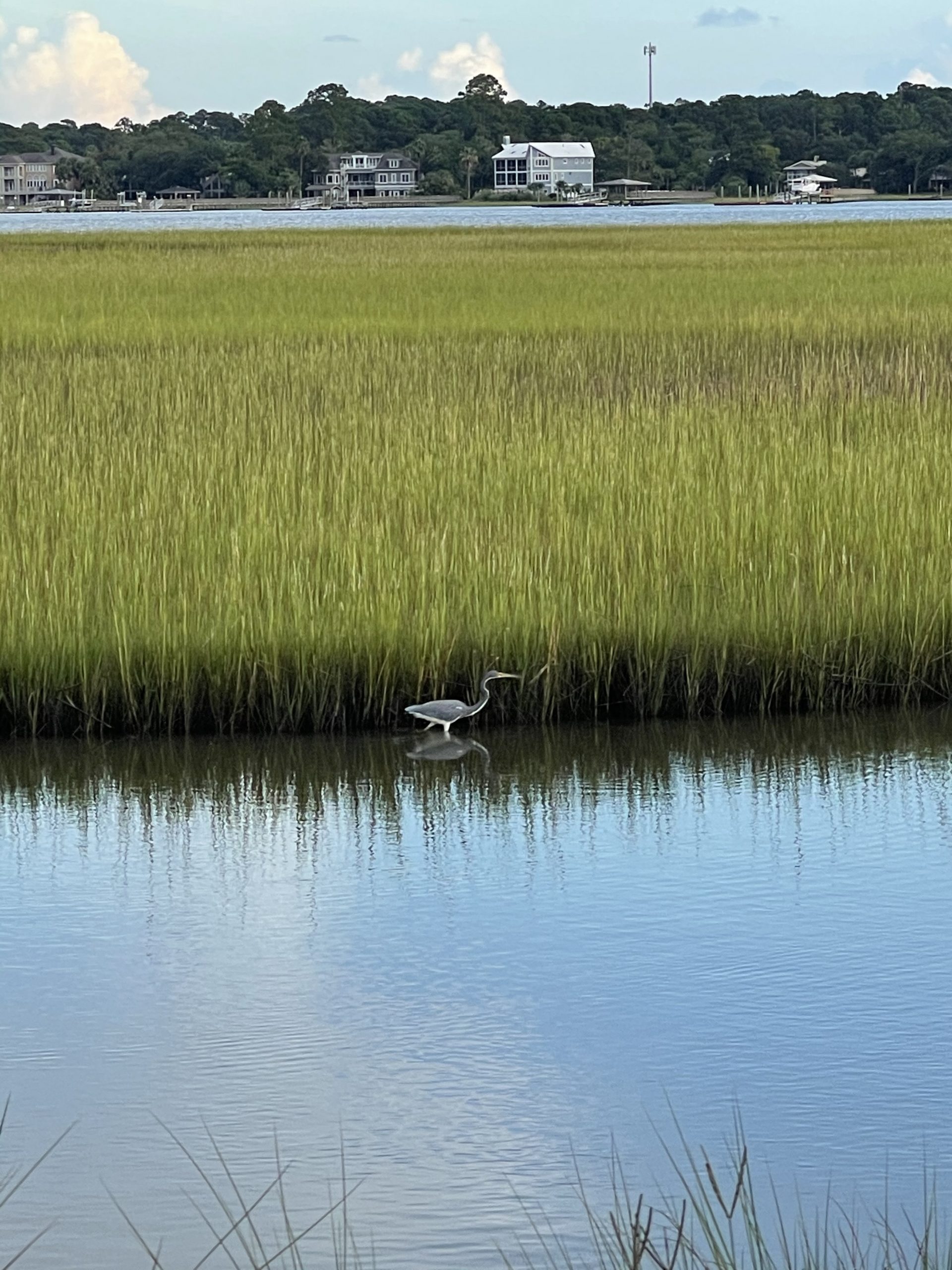 a duck resting in the lake