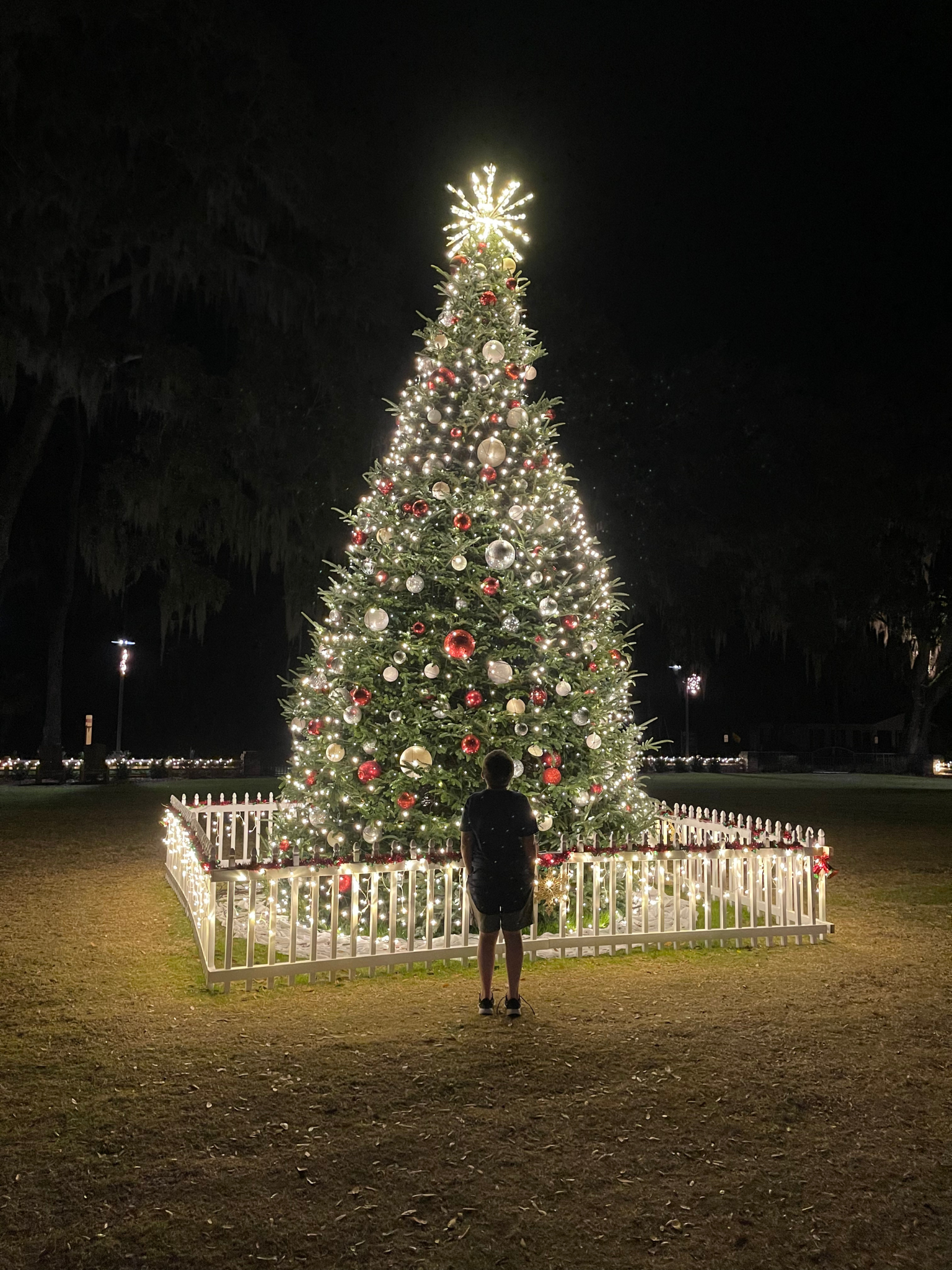 image of a Christmas tree in savannah georgia