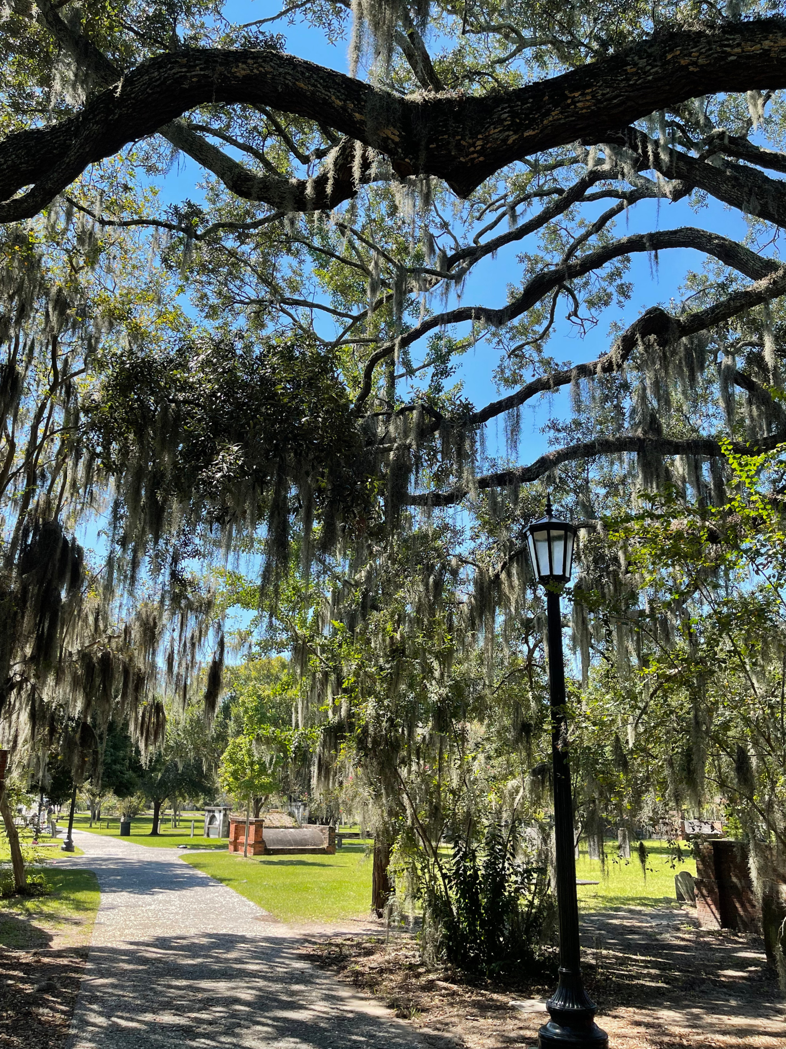 image of Spanish Moss in Savannah, GA