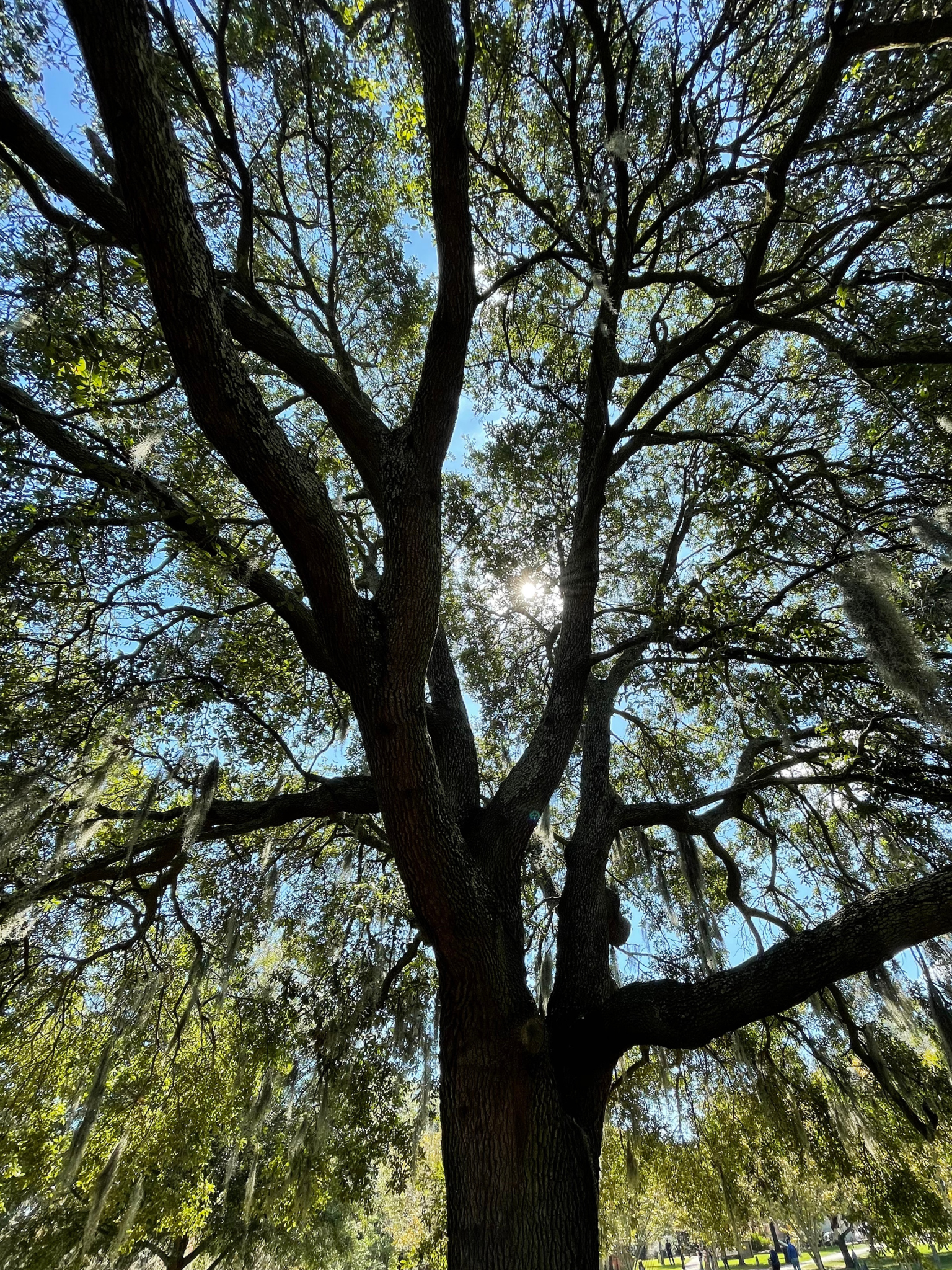 image of Spanish Moss in Savannah, GA