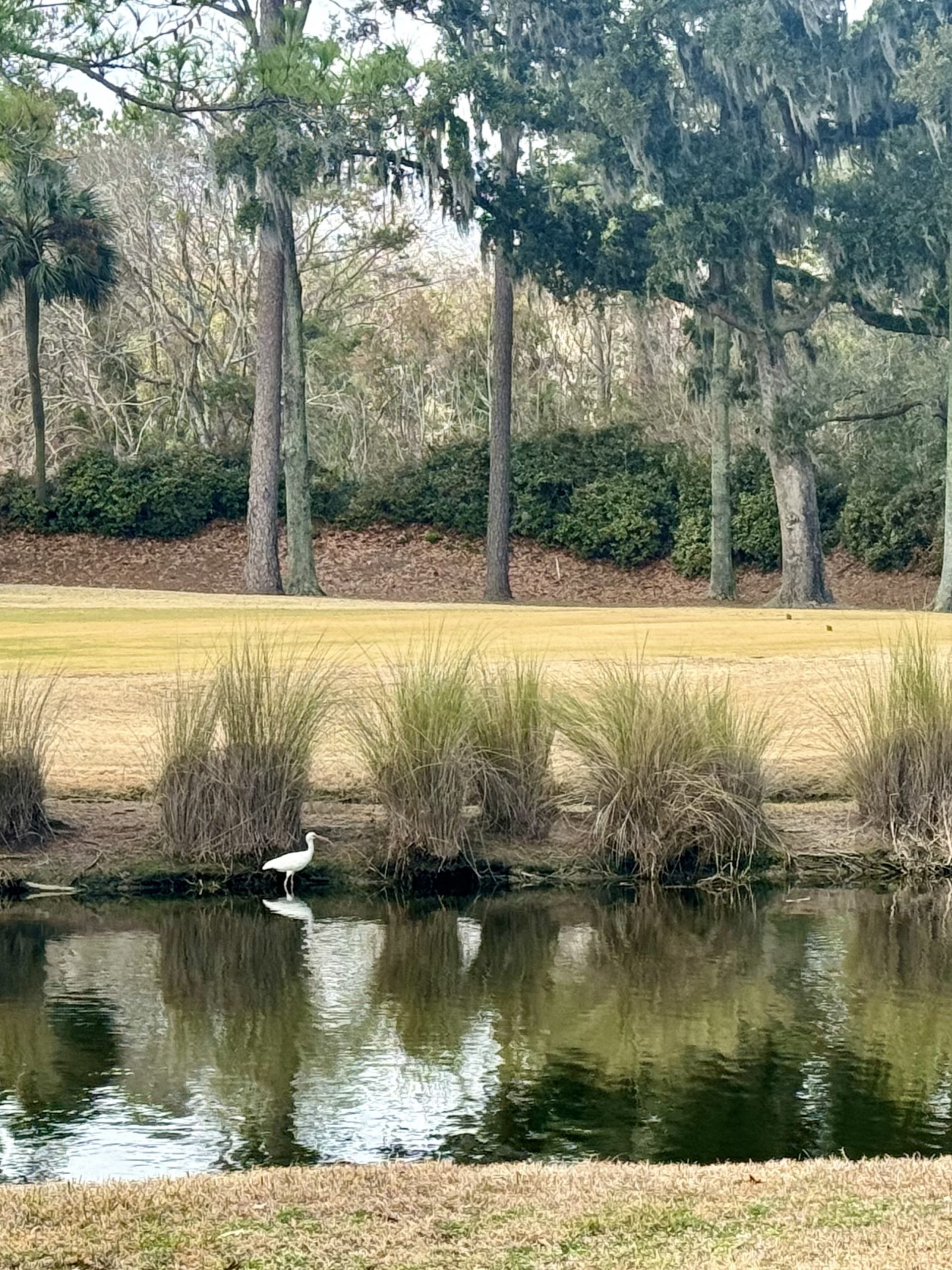 image of lagoon and goose in sun city